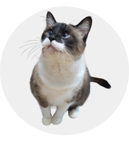 猫の写真